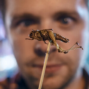 1B-Insects_for_Everyone-1338x460