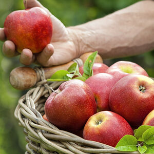 2B_apples-vs-arthritis_1338x460