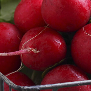 DNN_FA_1338x460_Cooking-with-spring-radishes