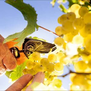 Eat_Fruit_Live_Longer_1338x460-1c