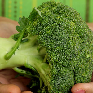 Fiber-Defense-1338x460