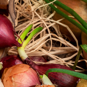 Onion_Round-Up-1338x460-1b