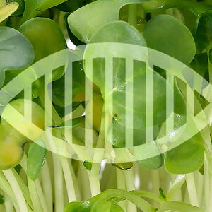 The_wonders_of_watercress-1338x460