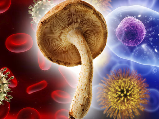 2B_marvelous-mushrooms_1338x460