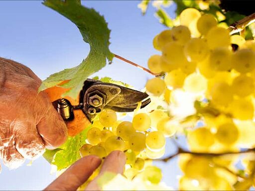 Eat_Fruit_Live_Longer_1338x460-1c