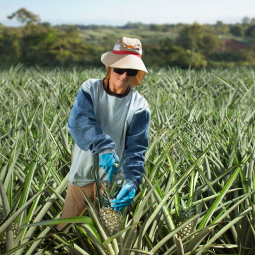 Dole Pineapple Farm Tour